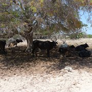 Baja2011 616 : Baja2011